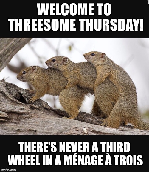 MFM threesome menage a trois meme - 3 squirrels humping